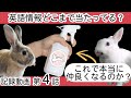 うさぎ 多頭飼育の記録動画　第４話