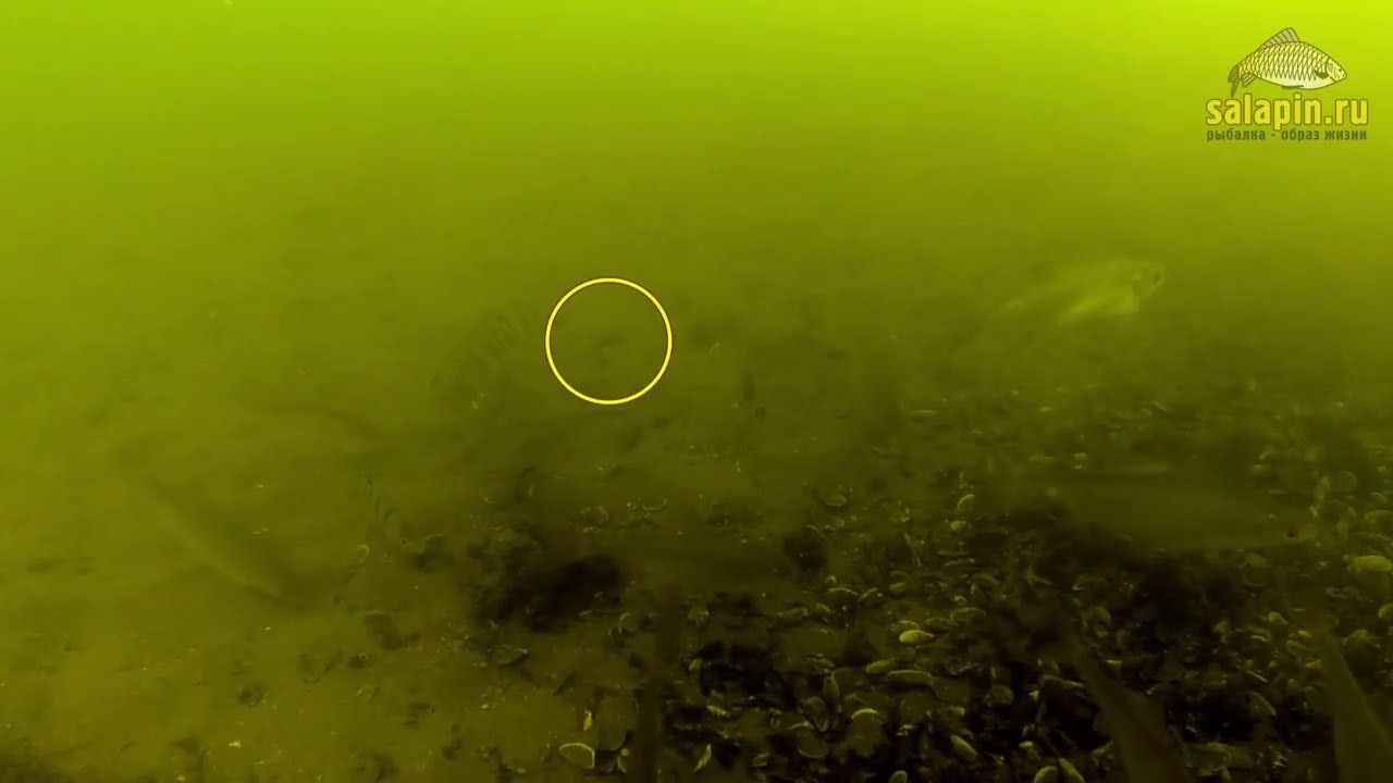 Мелкая плотва на уклеечную удочку (подводное видео) [salapinru]