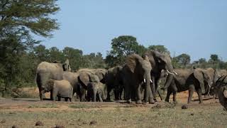 Kruger National Park, South Africa