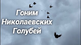 8 марта а мы гоним Голубей/ Николаевские голуби Андрея Животовского/