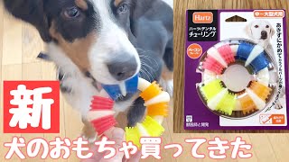 新・犬のおもちゃ買ってきた Hartz ハーツ デンタル チューリング