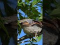 House Sparrow