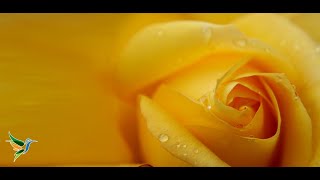 Sun Salutation Meditation Symphonic Variation