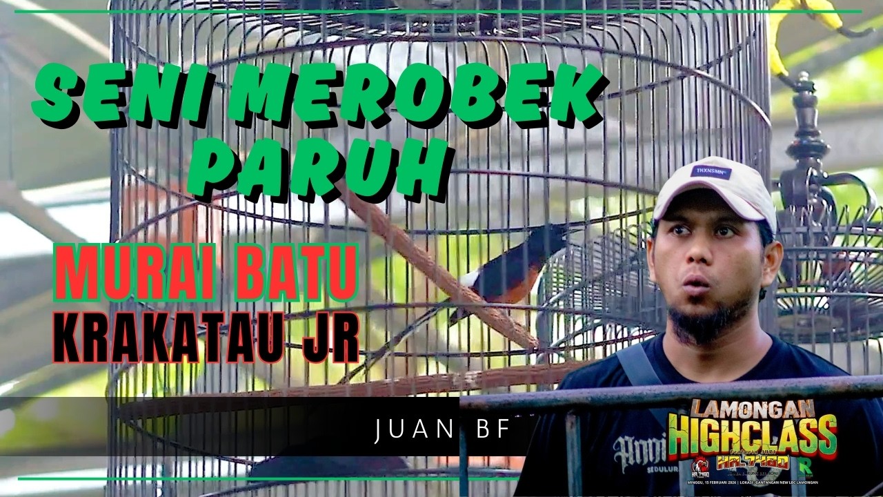 GEGERKAN GANTANGAN! Aksi Murai Batu Krakatau Jr Milik Abah Juan