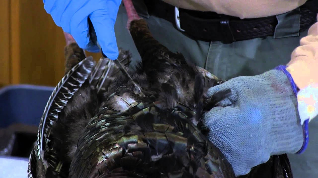 How to Process your Wild Turkey after a Hunt Indiana DNR YouTube