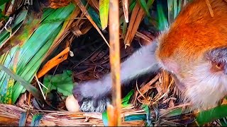 This Crazy Monkey Stole A Baby Birds And Eat It A