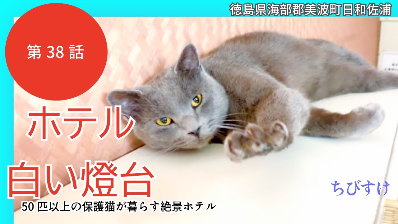 【ホテル白い燈台38話】3月最後のお願い/急遽お手伝い旅後編/1年ぶりに捕獲たらちゃんと猫達の変わらぬ日常/アッシュとレイレイ里親様募集中/徳島県美波町日和佐浦/猫達が自由に暮らすホテル