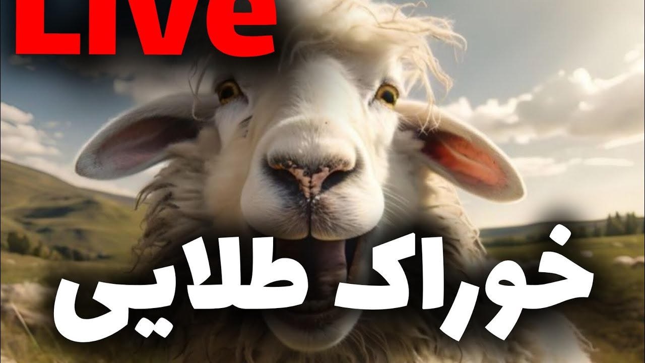 🧿می خوای بره هات عالی وزن بگیرن؟👇👇🔰 آرزوی هر دامدار پرورش #بره‌ شیر مست و سنگین وزن