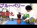 【ブルーベリーの植替え】2024.3