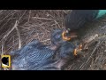 MOMENT 13 | PARENT BIRD FEEDING HER CHILDREN IN SUCCESS