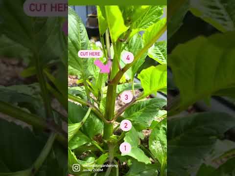 Video: Voorplanting van dahlia's uit steggies - wenke oor die kweek van dahlia-steggies