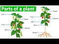 Parts of a plant in english   learn with pictures
