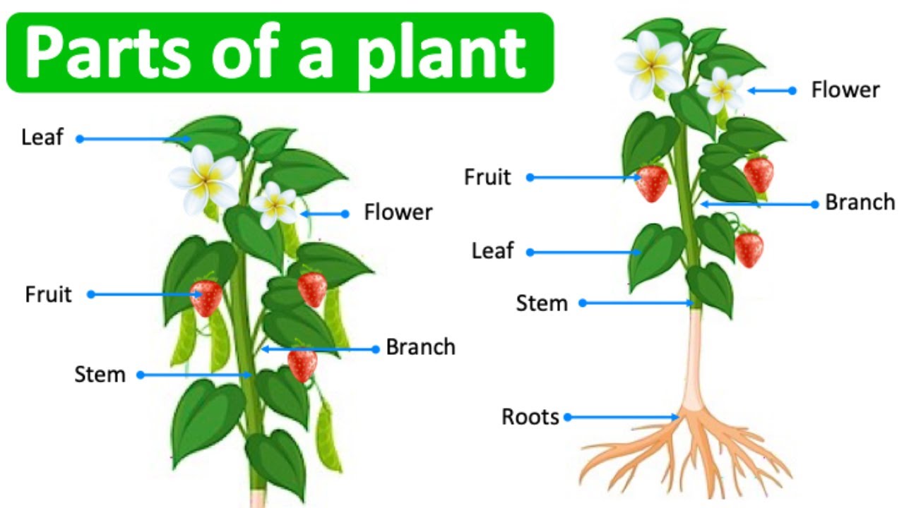 Parts of a plant in English  | Learn with pictures - YouTube