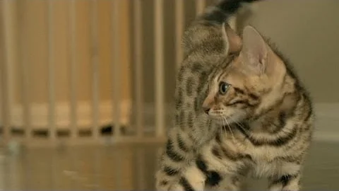 Video 2367381: kitten bengal pets, kitten collection, kitten falls