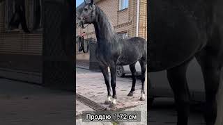 ОРЛОВ  1.72 см