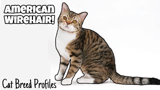 American Wirehair Cat Breed Profile