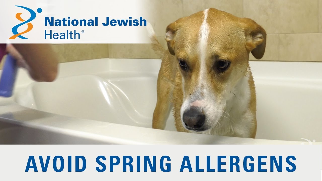 how-to-keep-pollen-allergens-outside-youtube