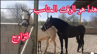 عملية التزاوج🔥 مابين صونيا واحسن حصان عندنا كذالك ولدات فارس ثاني مهر تبارك الله🐎🐎❤