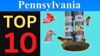 Top 10 Feeder Birds of Pennsylvania [Brief]