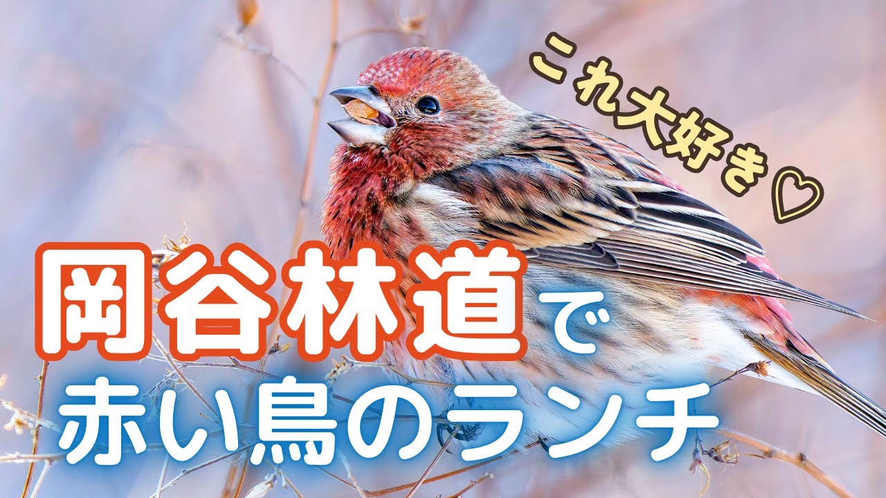【野鳥観察】オオマシコが夢中でもぐもぐ！好きな実やベニマシコとの違いも比較｜冬の岡谷林道