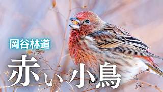 野鳥彫刻 オオルリ・ベニマシコつがい 作者ituo 野鳥観察】オオマシコが夢中でもぐもぐ！好きな実やベニマシコとの違い