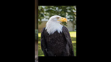 Белоголовый орёл🦅 Немного информации 🌟
