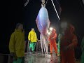El Gigante del Océano Que Nunca Debió Salir: Impactante Encuentro en Alta Mar