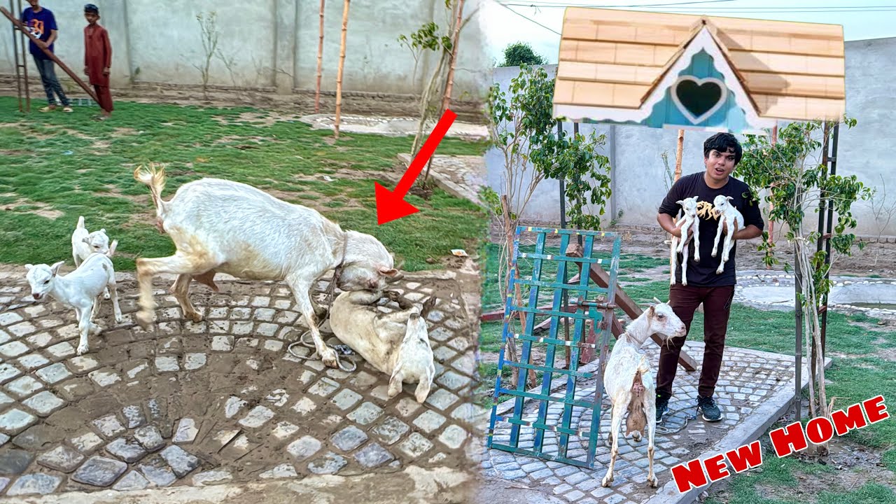 Pari Ny Coco Pr Attack Kr Dea 😰 New Home Bhi Bana Diya 😀