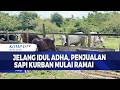 Jelang Idul Adha, Penjualan Sapi Kurban Mulai Ramai