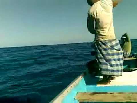 بحر العرب سمك التونه الثمد قصيعر حضرموت