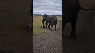 Elephant vs Fierce Male Lion #WildBattle #BeastFight #AnimalClash #wildlife