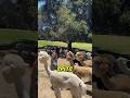 This Alpaca Spitting Trick Is Surprisingly Smart 🦙 #animalfacts #alpaca #facts