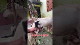 Goat farming in Assam