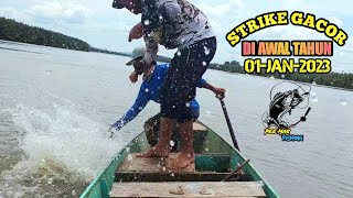 MANCING DI SARANG BARRAMUNDI.. Berkali-kali kakap putih besar menyambar pancing kulup kami