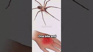 Brazilian Wandering Spider The Deadliest Spider That Hunts You