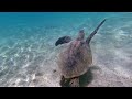 Sea Turtles at Anini Beach, Kauai
