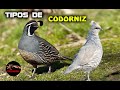 ESPECIES DE CORDORNICES – TIPOS DE CODORNIZ – Las mejores razas de codornices