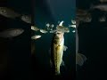 Largemouth bass attacking shad at first light! #bassfishing #underwater #largemouth #natural #bait