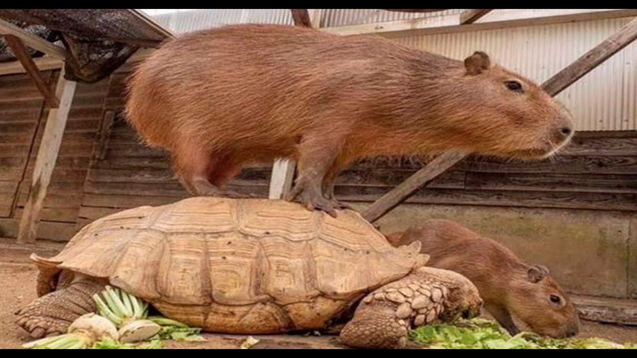 Top 5 capybara
