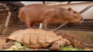 Top 5 capybara