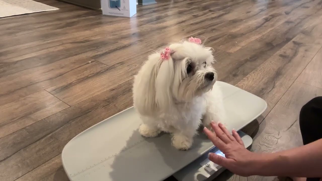 Best Baby & Pet Scale? GROWNSY Digital Scale Review  