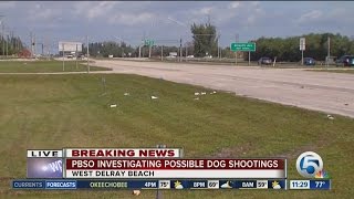 PBSO investigating possible dog shooting