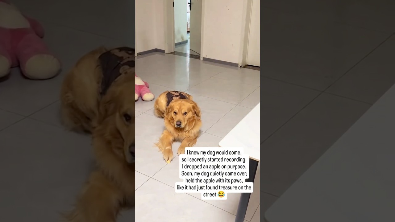 Sneaky Golden Retriever Steals Apple - Caught on Camera!