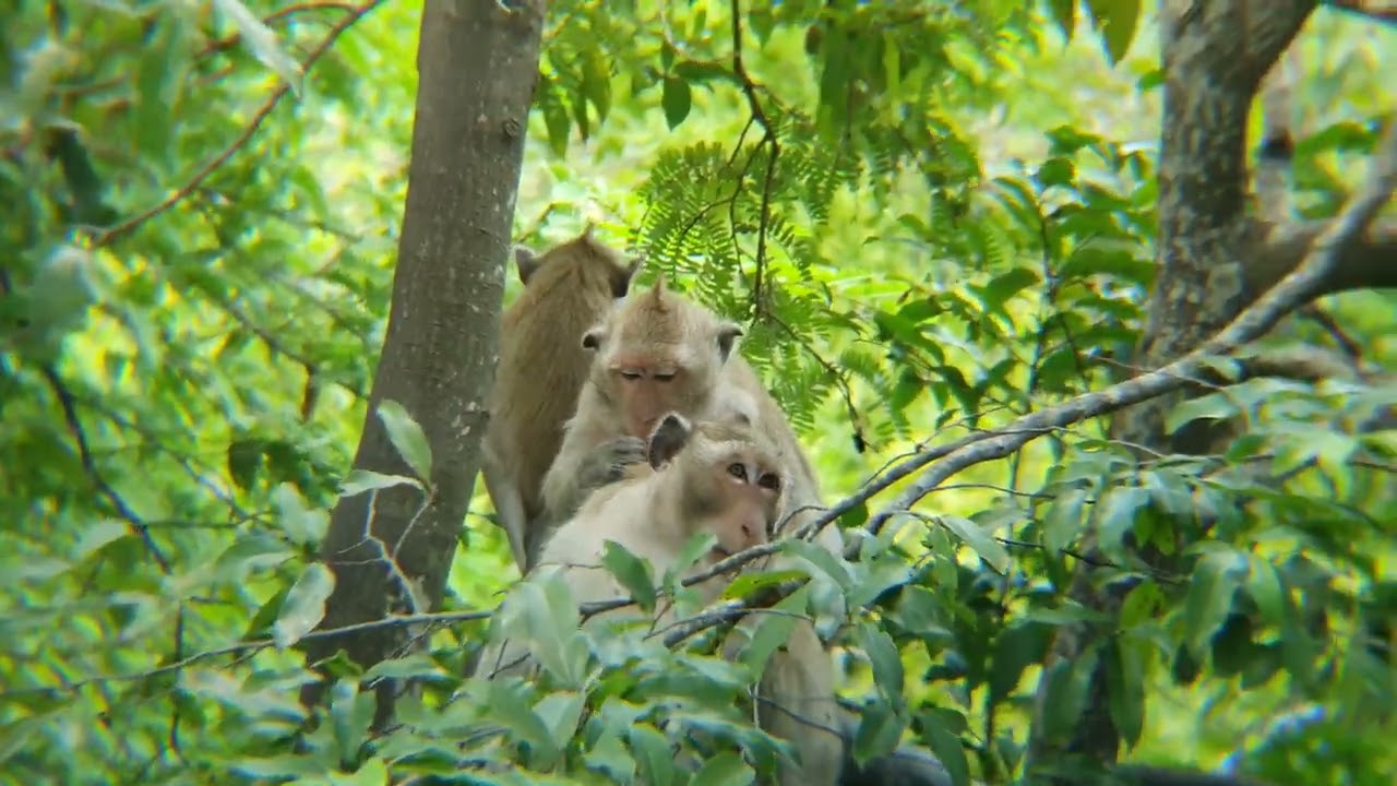 Real Jungle Life Nature of Wild Monkeys 