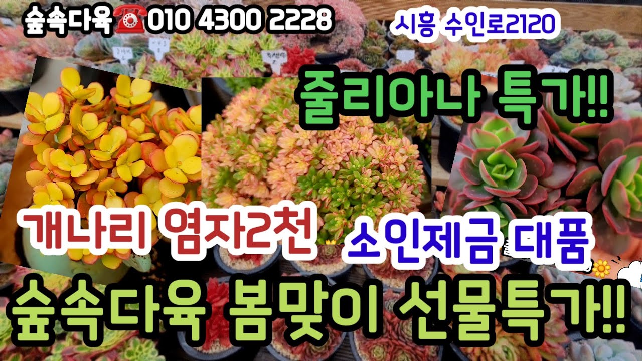 숲속다육 봄맞이 새다육 선물같은 가격💗봄개나리 염자2천/줄리아나특가#초보다육 #다육쇼핑 