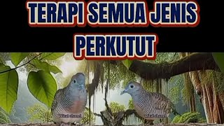 Download Lagu Terapi Perkutut Lokal Ombyokan Agar Cepat Gacor MP3