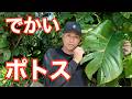 観葉植物のポトスが木になる!? 沖縄の巨大ポトスを紹介します