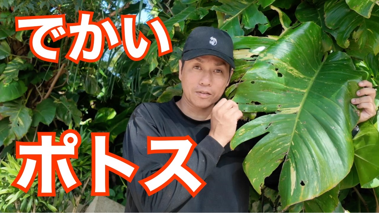 観葉植物のポトスが木になる!? 沖縄の巨大ポトスを紹介します