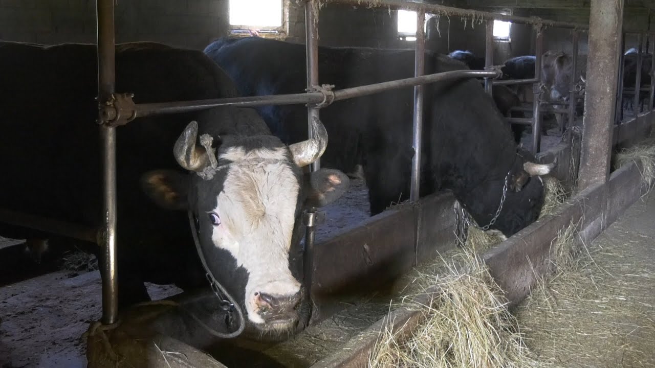 - BIKOVE BODAČE HRANE UZGRED, BRAĆA MILASI VIR POSUŠJE 2025