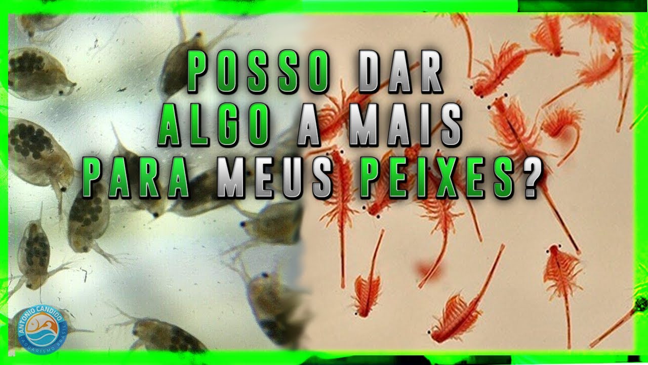 ALIMENTO VIVO para PEIXES de AQUÁRIO OFERECER ou NÃO?